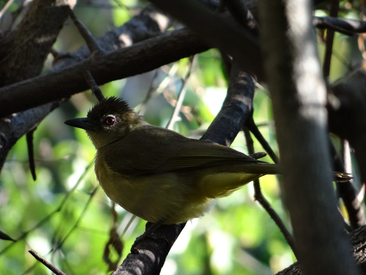 Yellow-bellied Greenbul - Miguel Angel Benedicto