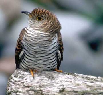 Common Cuckoo - ML617875902