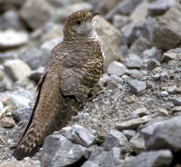 Common Cuckoo - ML617875903