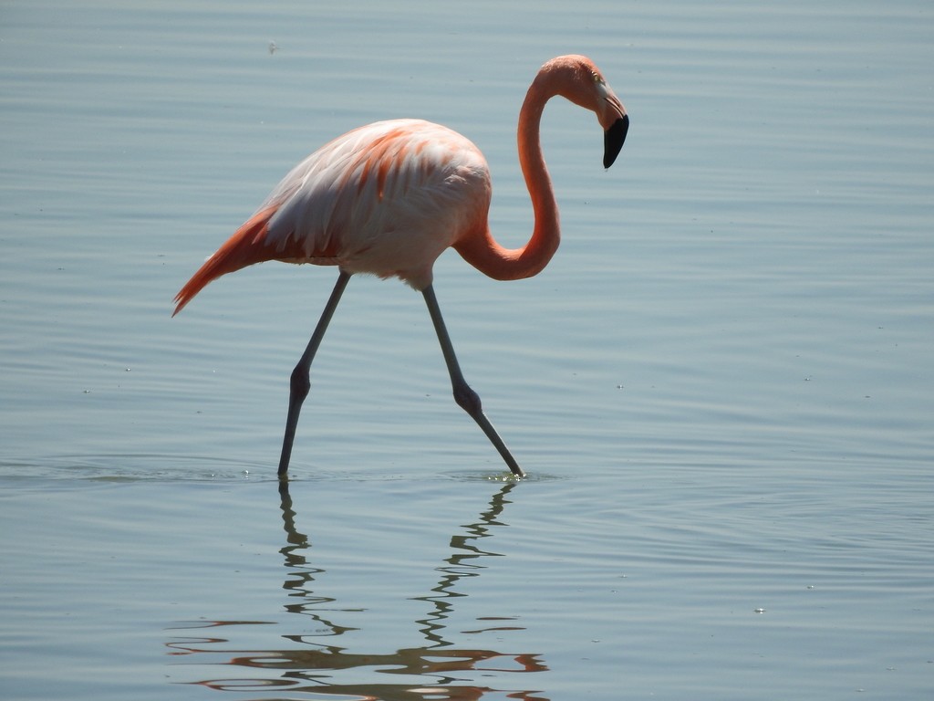 Chilean Flamingo - Oscar Alejandro Morales