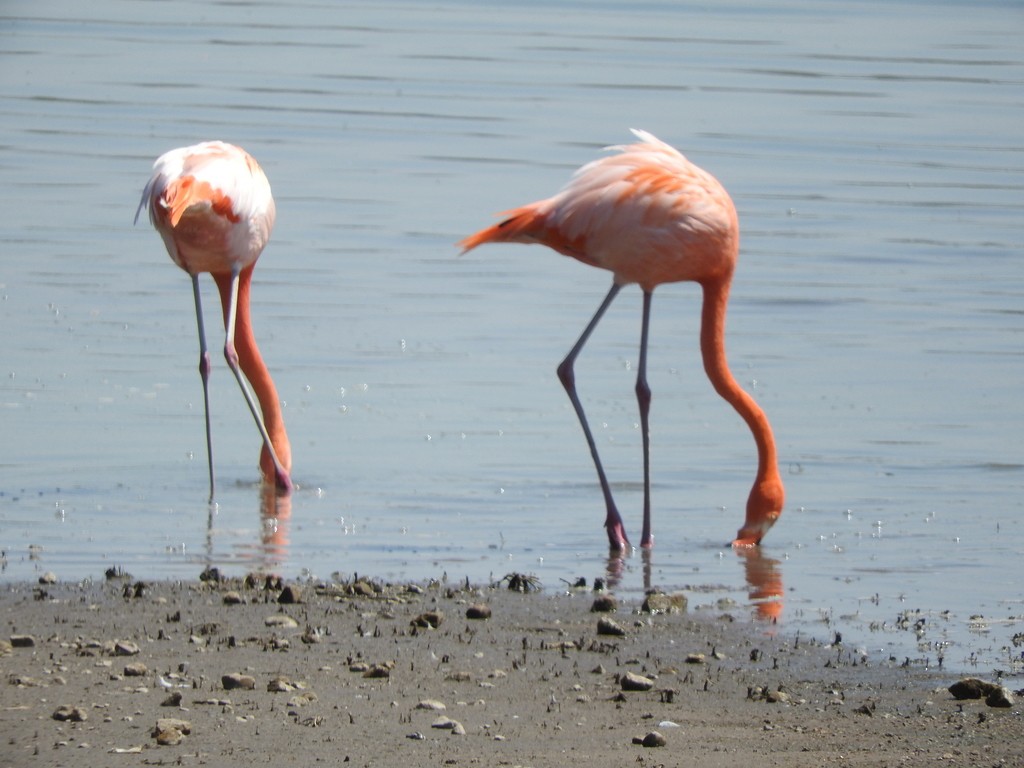 American Flamingo - ML617875929