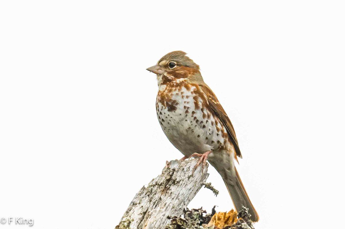 Fox Sparrow (Red) - ML617875955