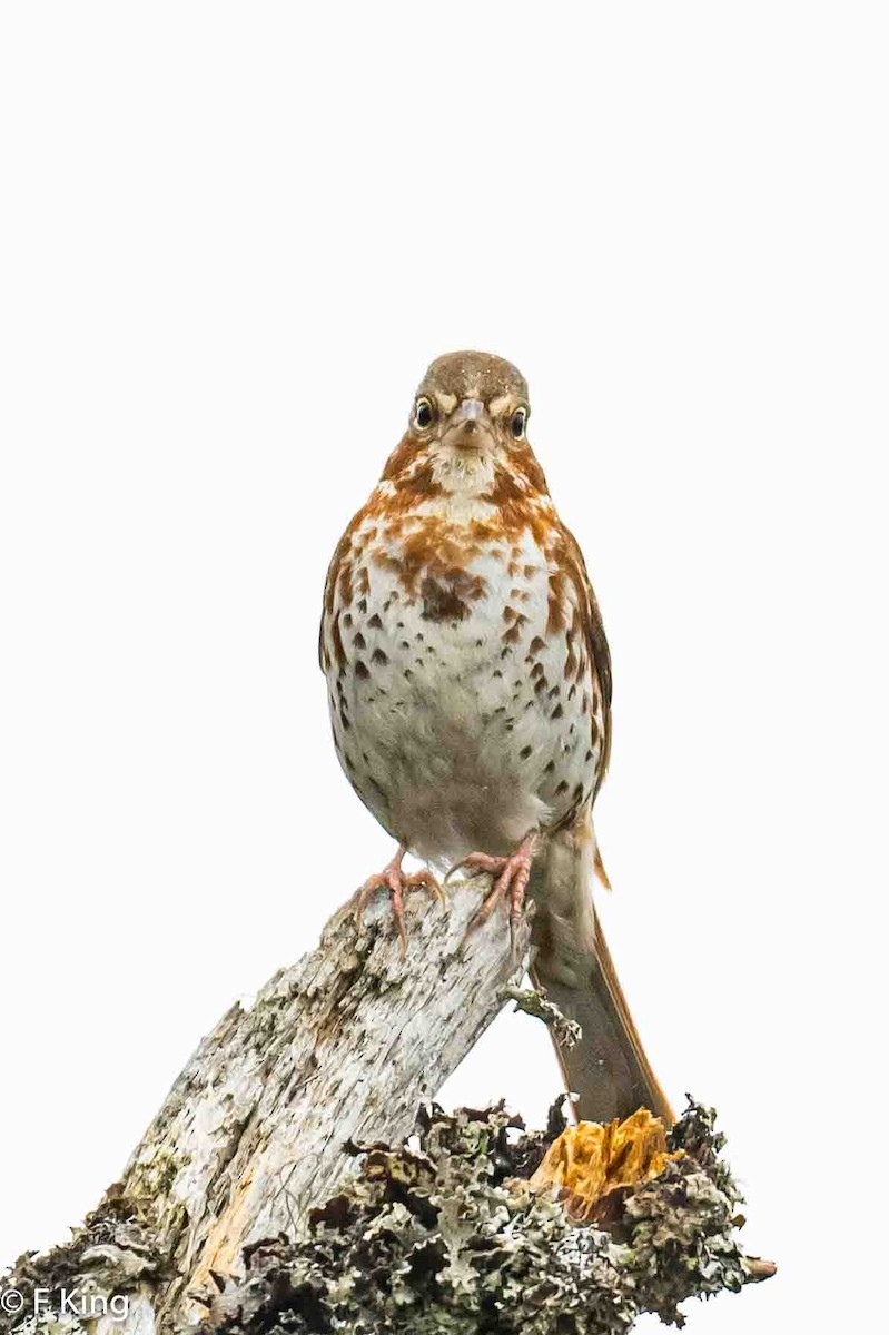 Fox Sparrow (Red) - ML617875956