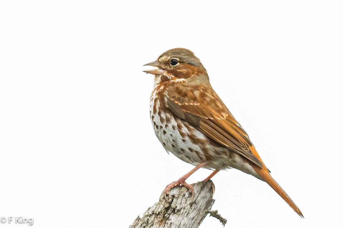 Fox Sparrow (Red) - Frank King