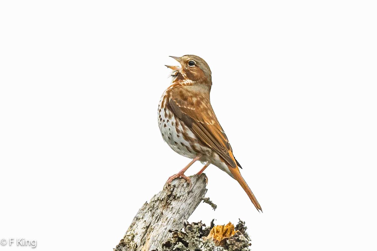 Fox Sparrow (Red) - ML617875958