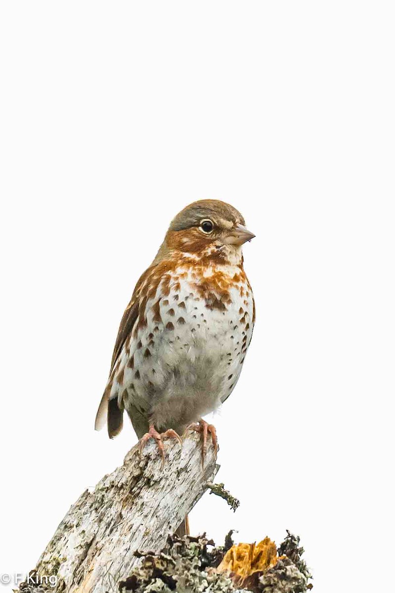 Fox Sparrow (Red) - ML617875959