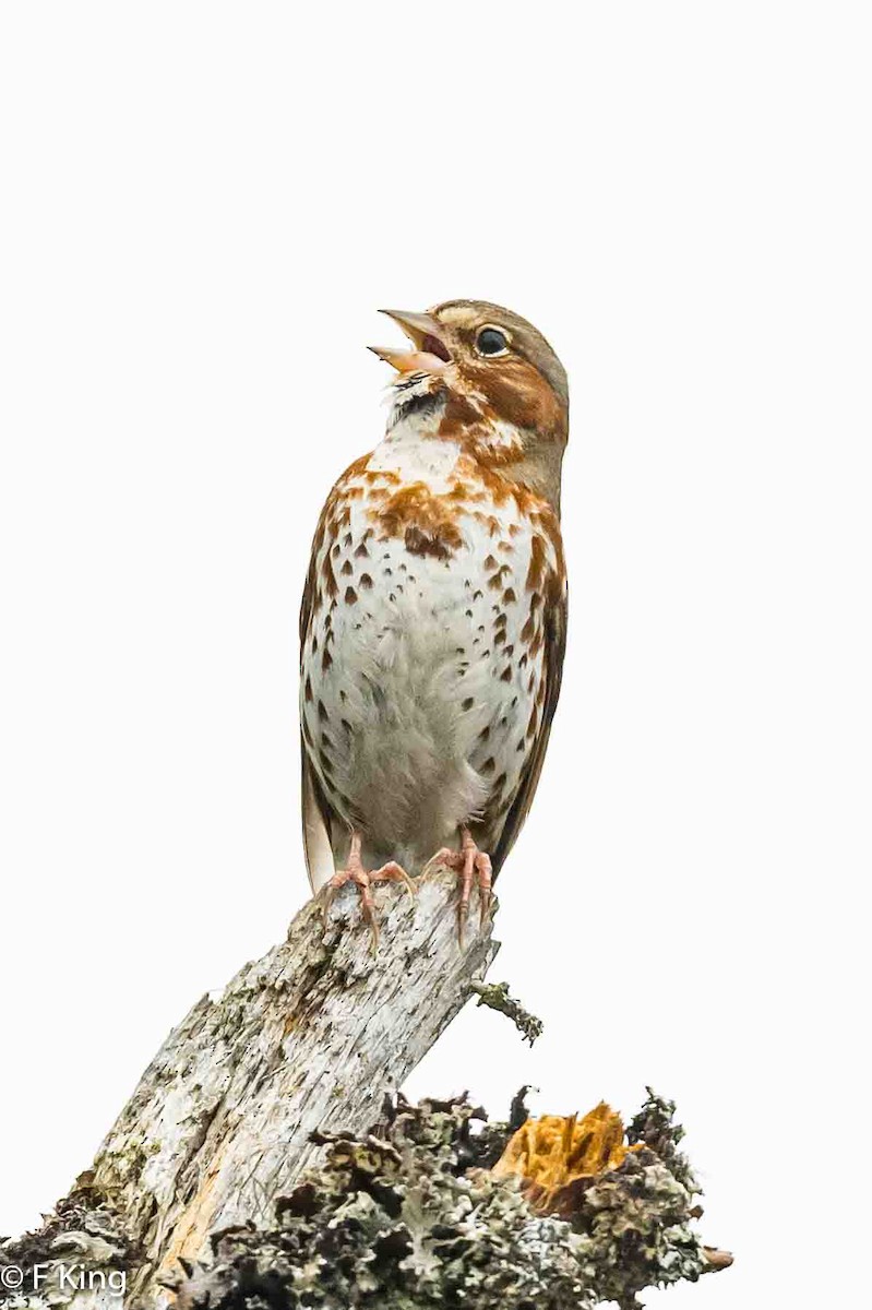 Fox Sparrow (Red) - ML617875960