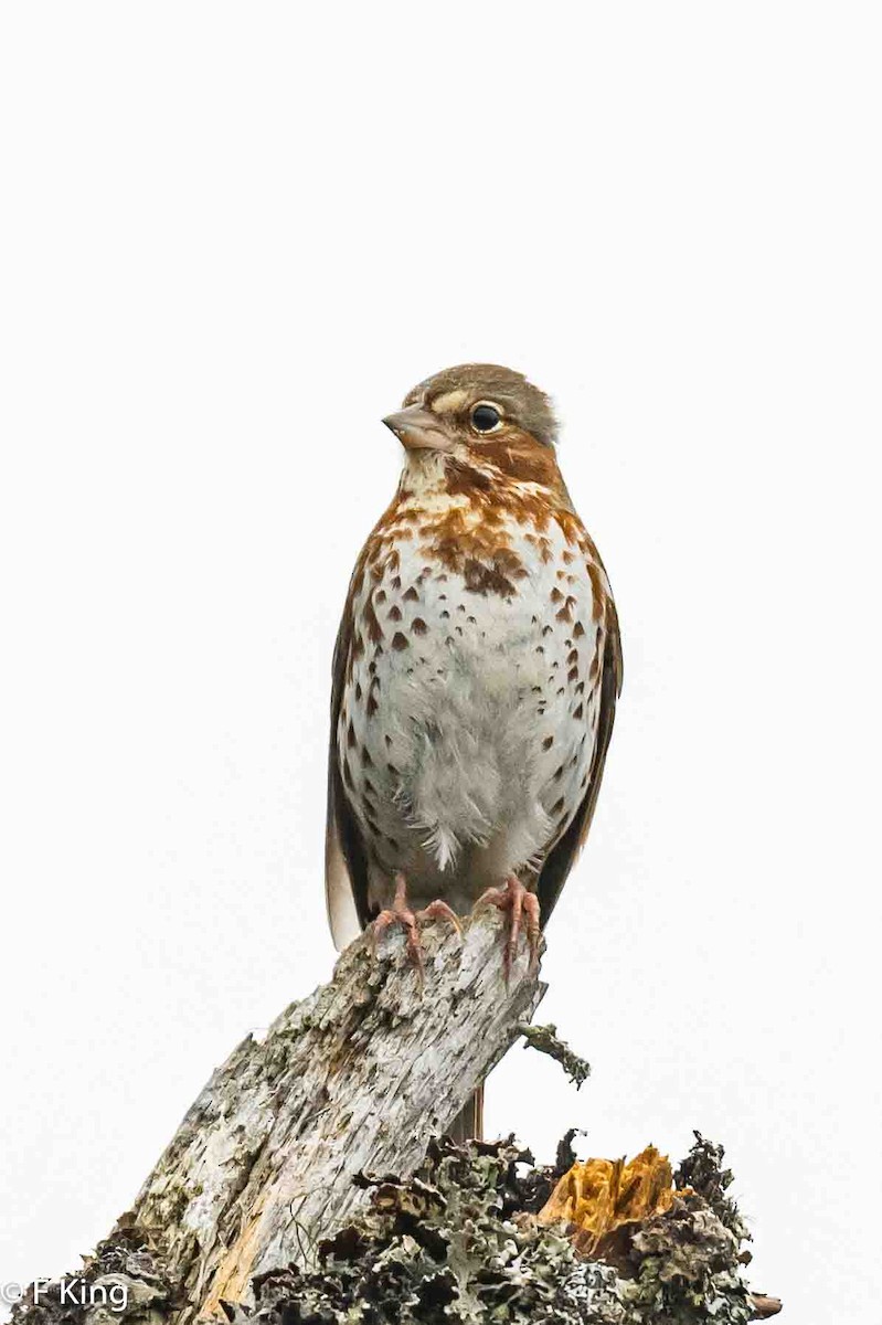 Fox Sparrow (Red) - ML617875961