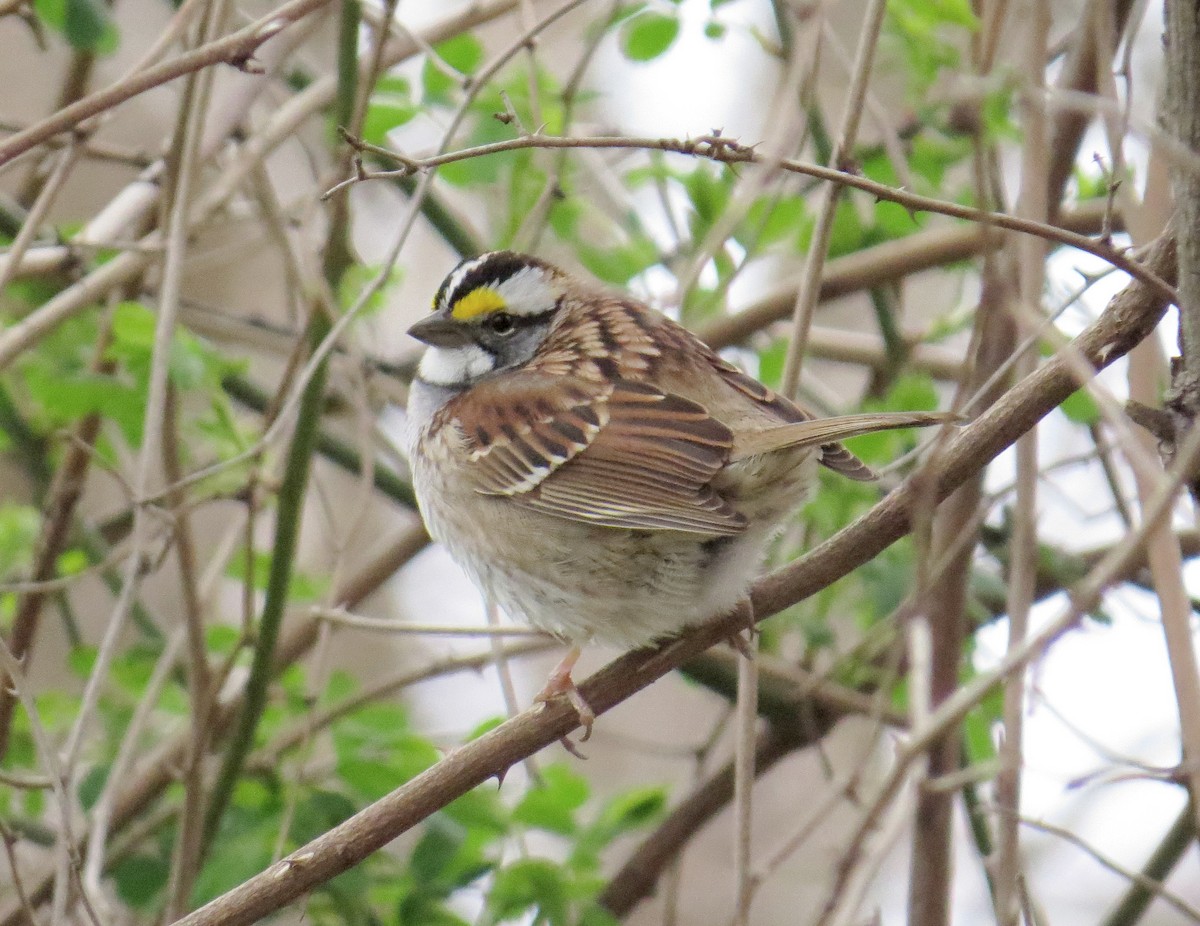 White-throated Sparrow - ML617876069