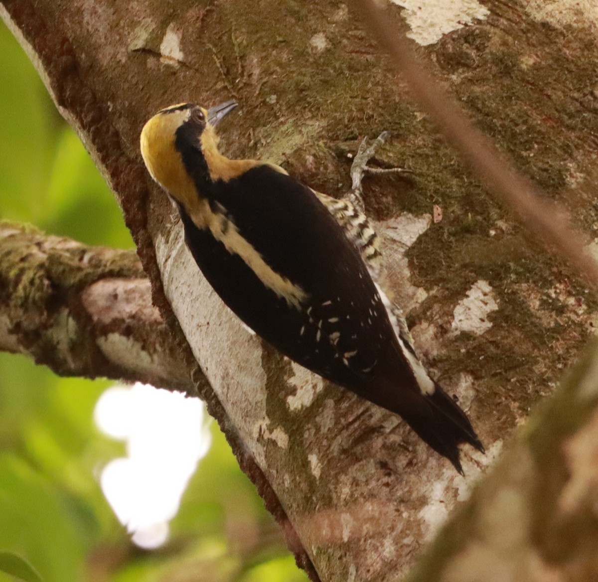 Golden-naped Woodpecker - ML617876071
