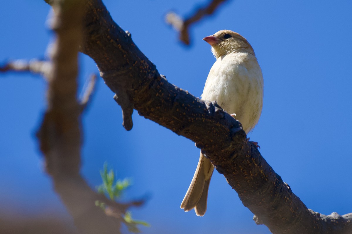 Sudan Golden Sparrow - ML617876080