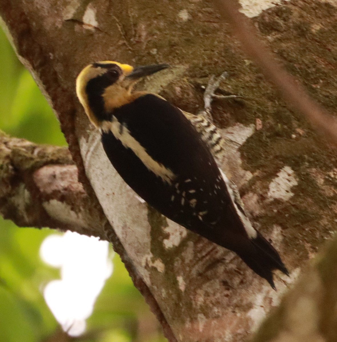 Golden-naped Woodpecker - ML617876081