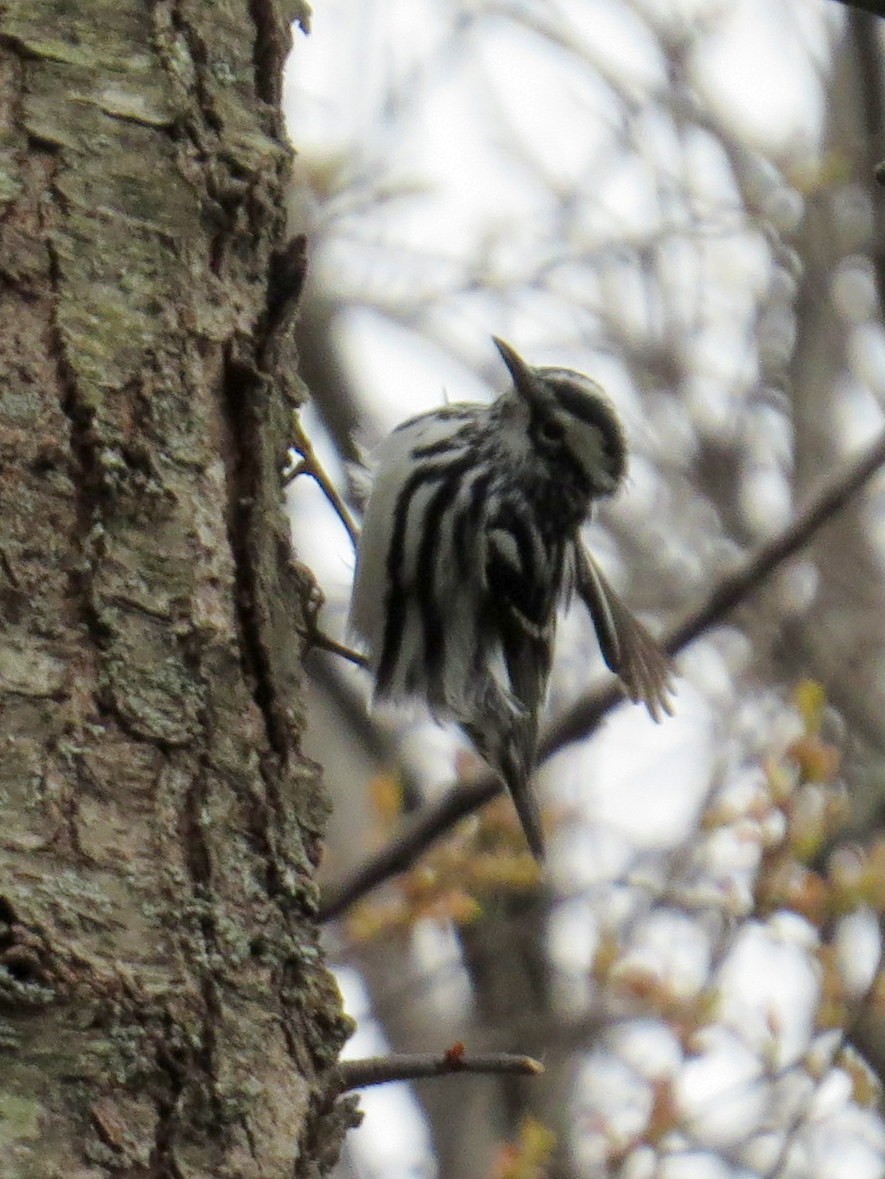 Black-and-white Warbler - ML617876088