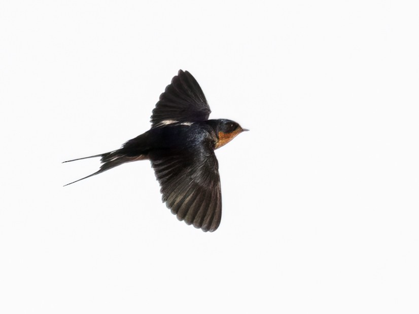Barn Swallow (American) - ML617876099