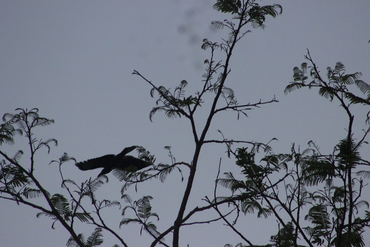 Large-billed Crow (Large-billed) - ML617876102