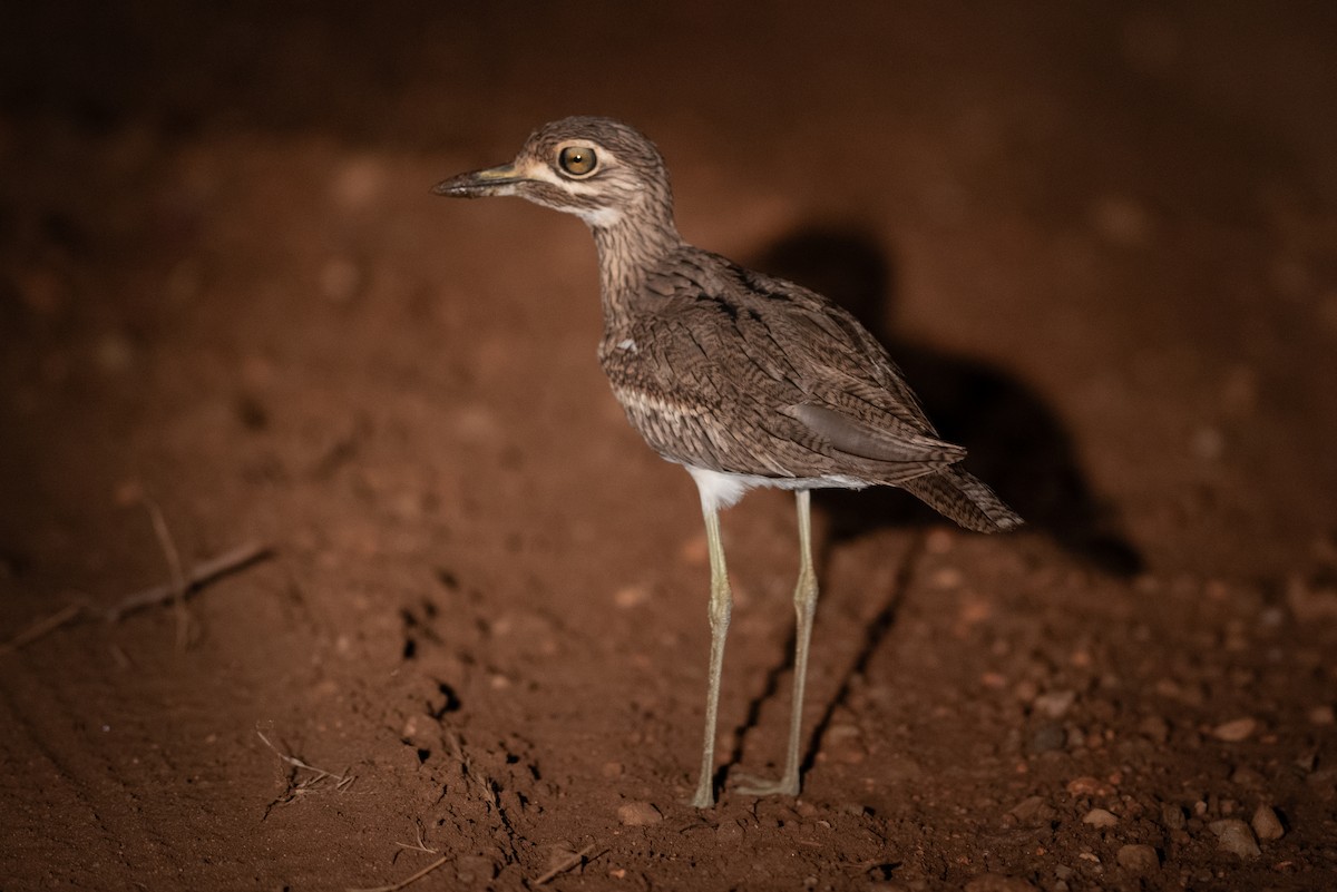 Spotted Thick-knee - ML617876110