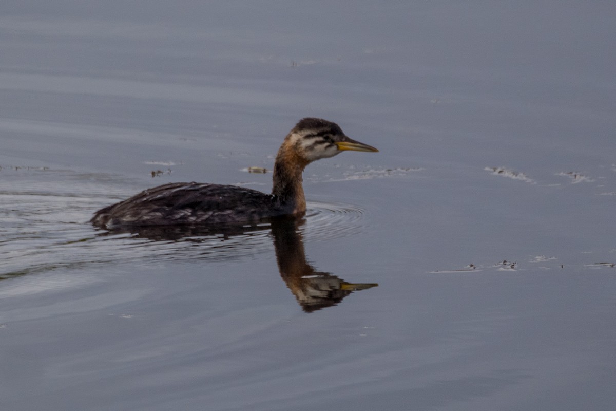 Red-necked Grebe - ML617876116