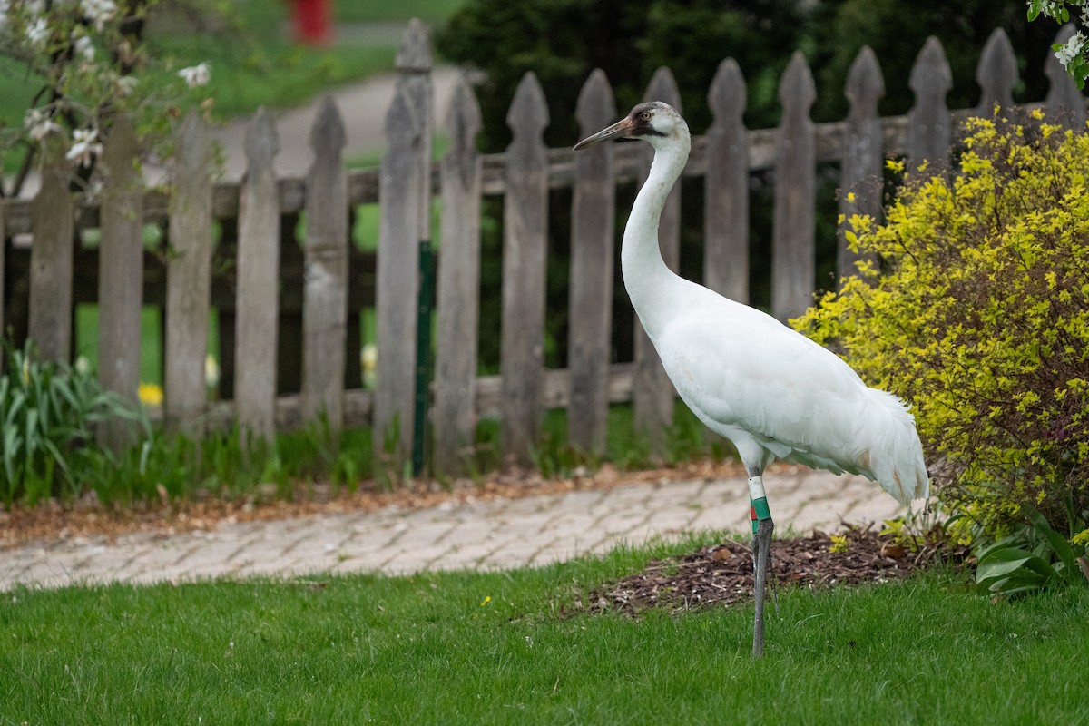 Whooping Crane - Heather Mall