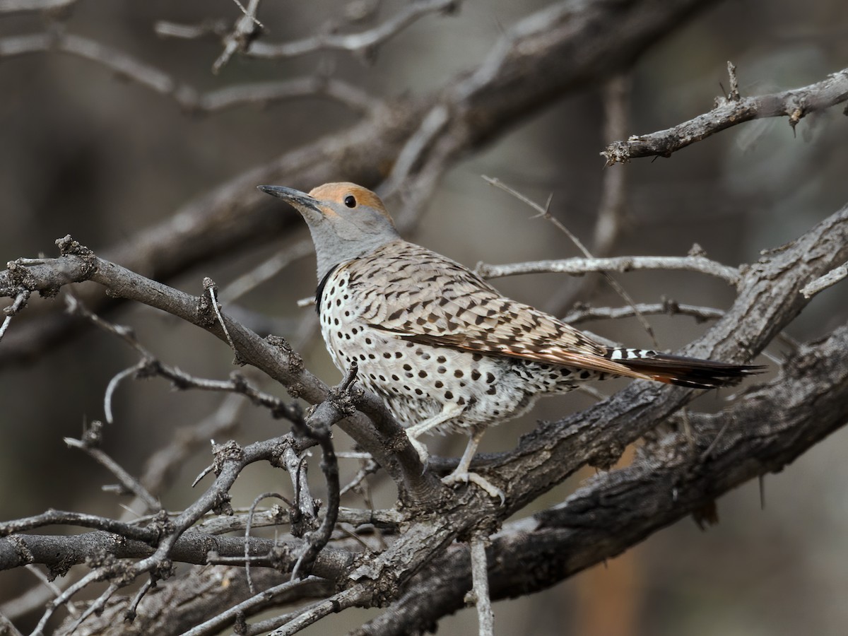 Northern Flicker (Red-shafted) - Nick Athanas