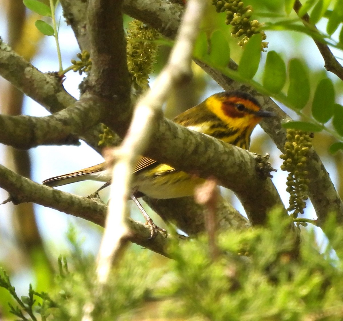 Cape May Warbler - ML617876144