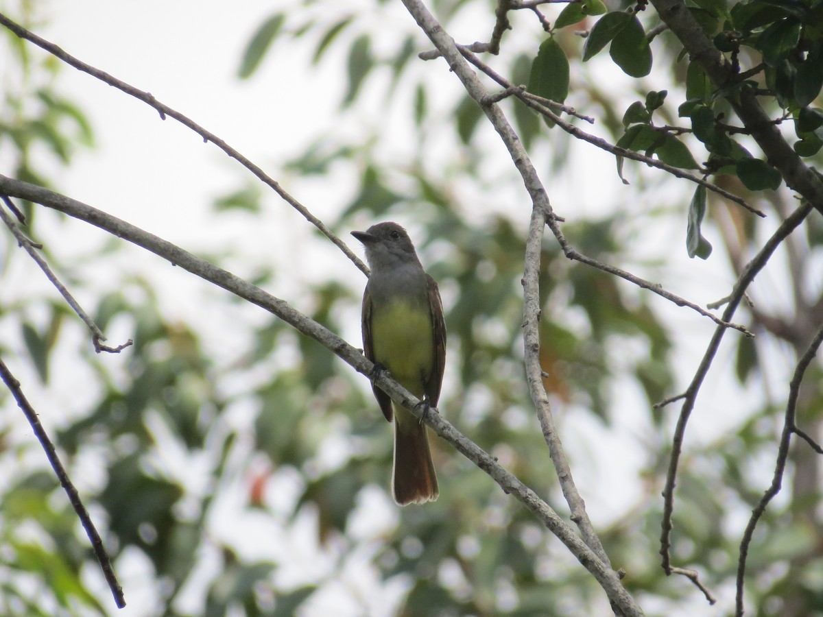 Great Crested Flycatcher - ML617876161