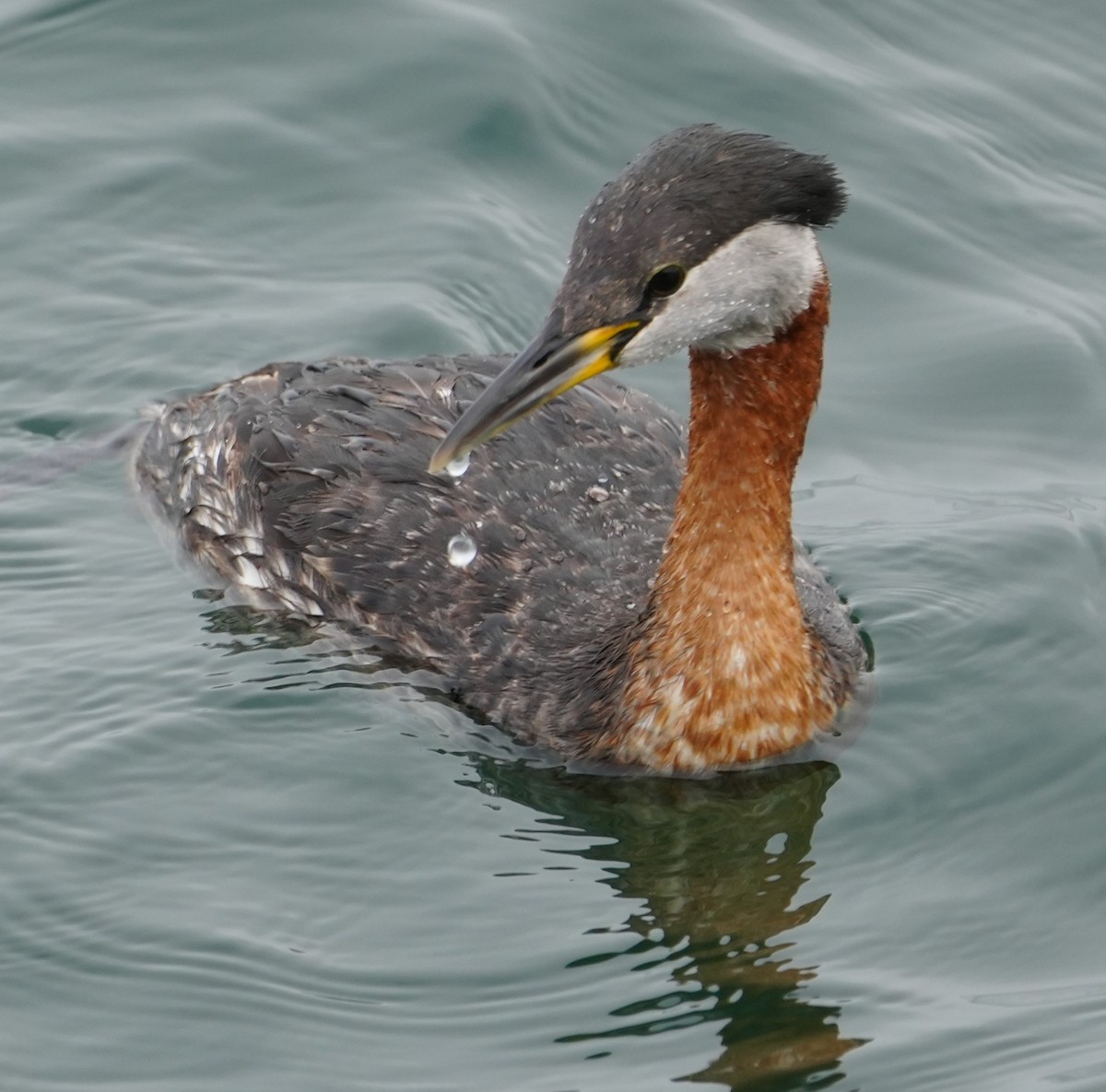 Red-necked Grebe - ML617876171