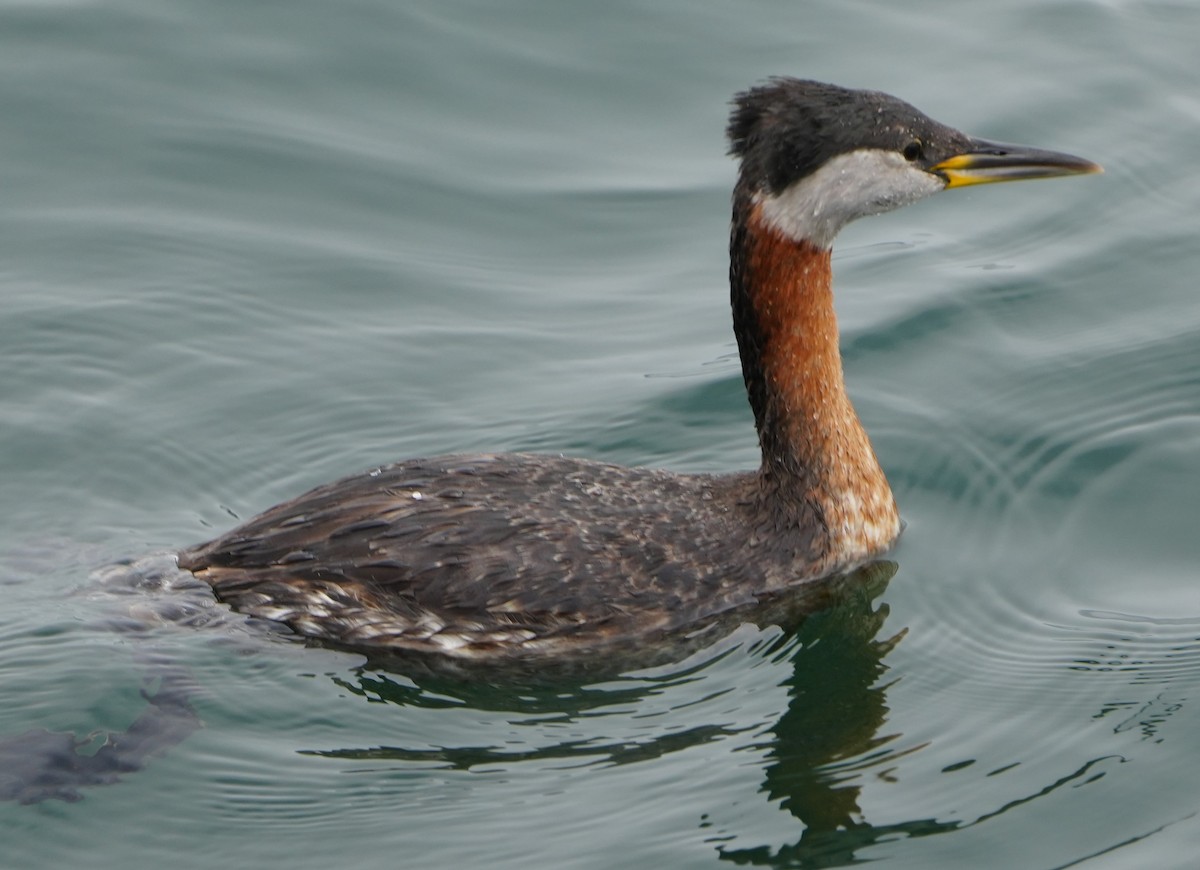 Red-necked Grebe - ML617876172