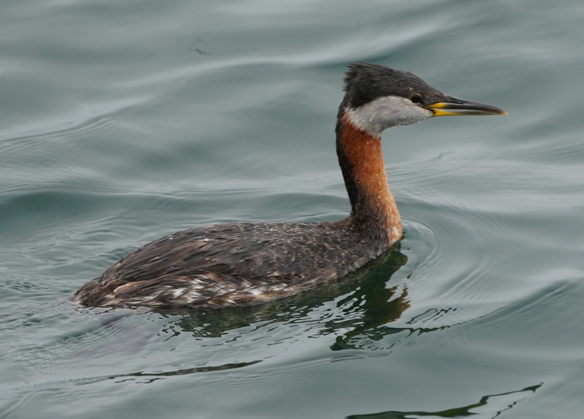 Red-necked Grebe - ML617876173