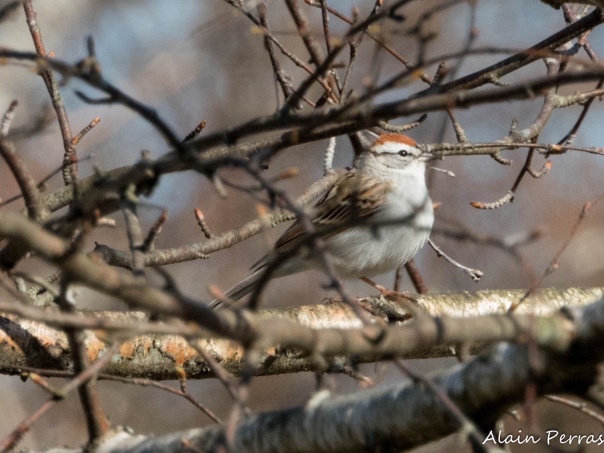 Chipping Sparrow - ML617876175