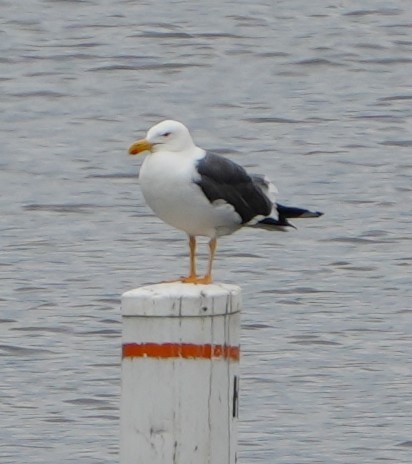 Yellow-footed Gull - ML617876267