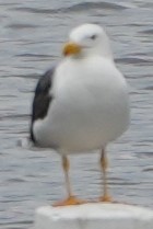 Yellow-footed Gull - ML617876268