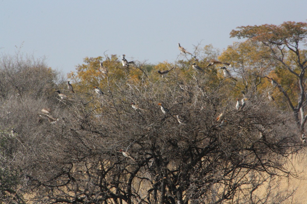 African Gray Hornbill - ML617876277