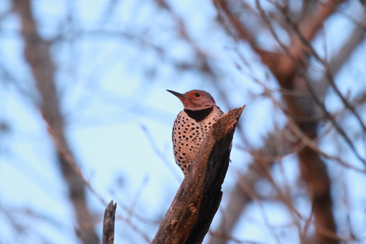 Northern Flicker (Yellow-shafted) - ML617876296