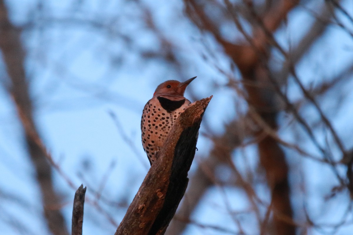 Northern Flicker (Yellow-shafted) - ML617876297