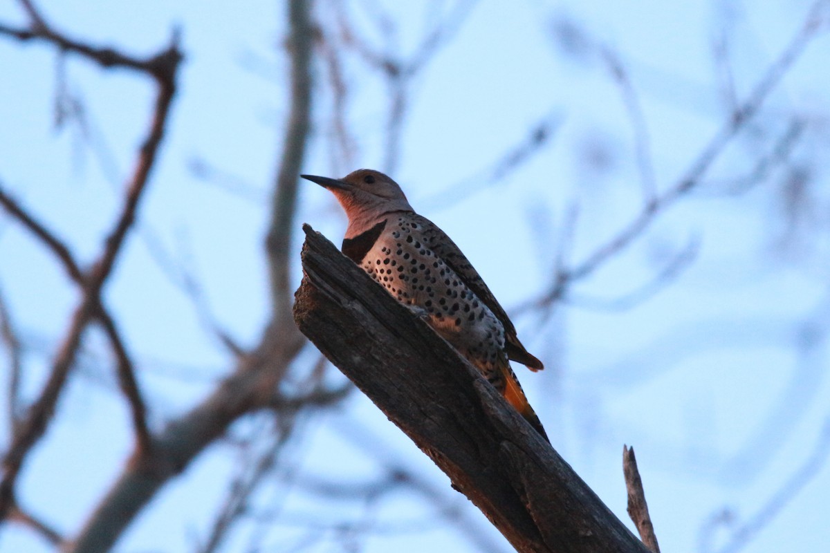 Northern Flicker (Yellow-shafted) - ML617876298