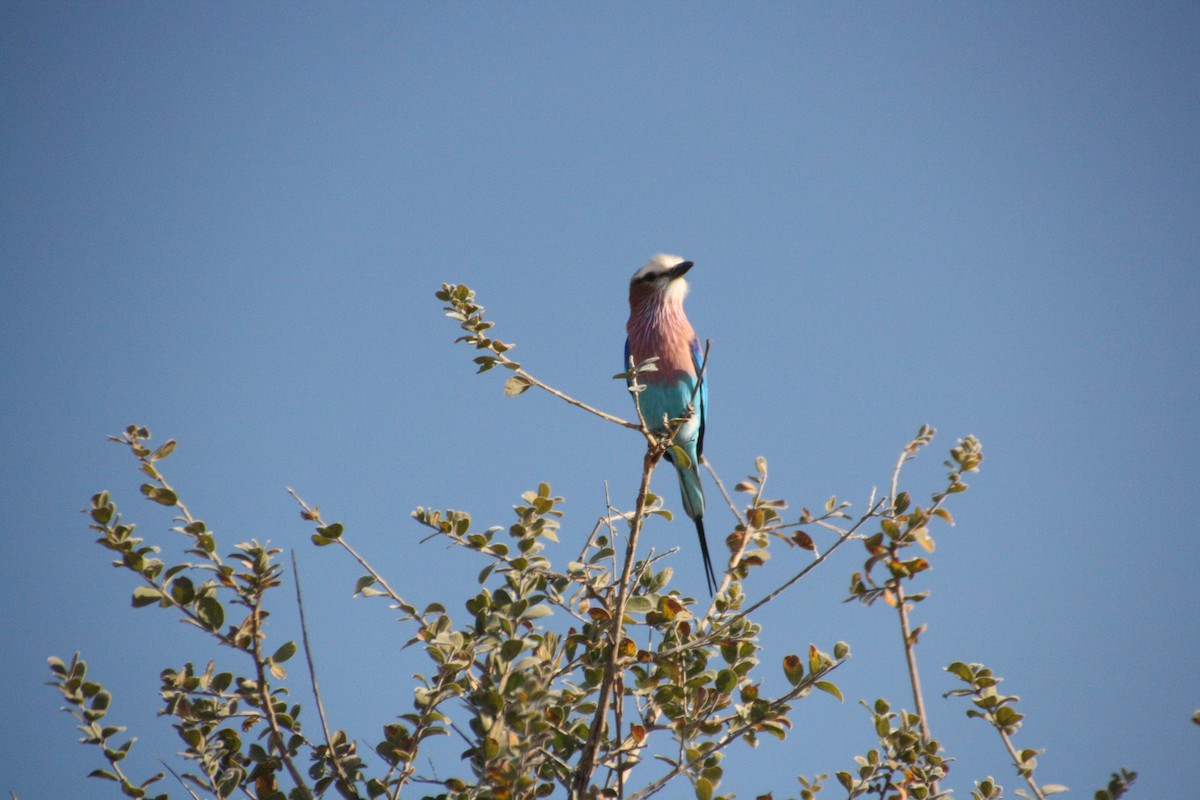 Lilac-breasted Roller - ML617876300