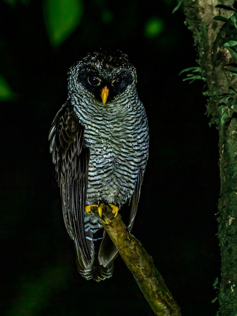 Black-and-white Owl - ML617876301