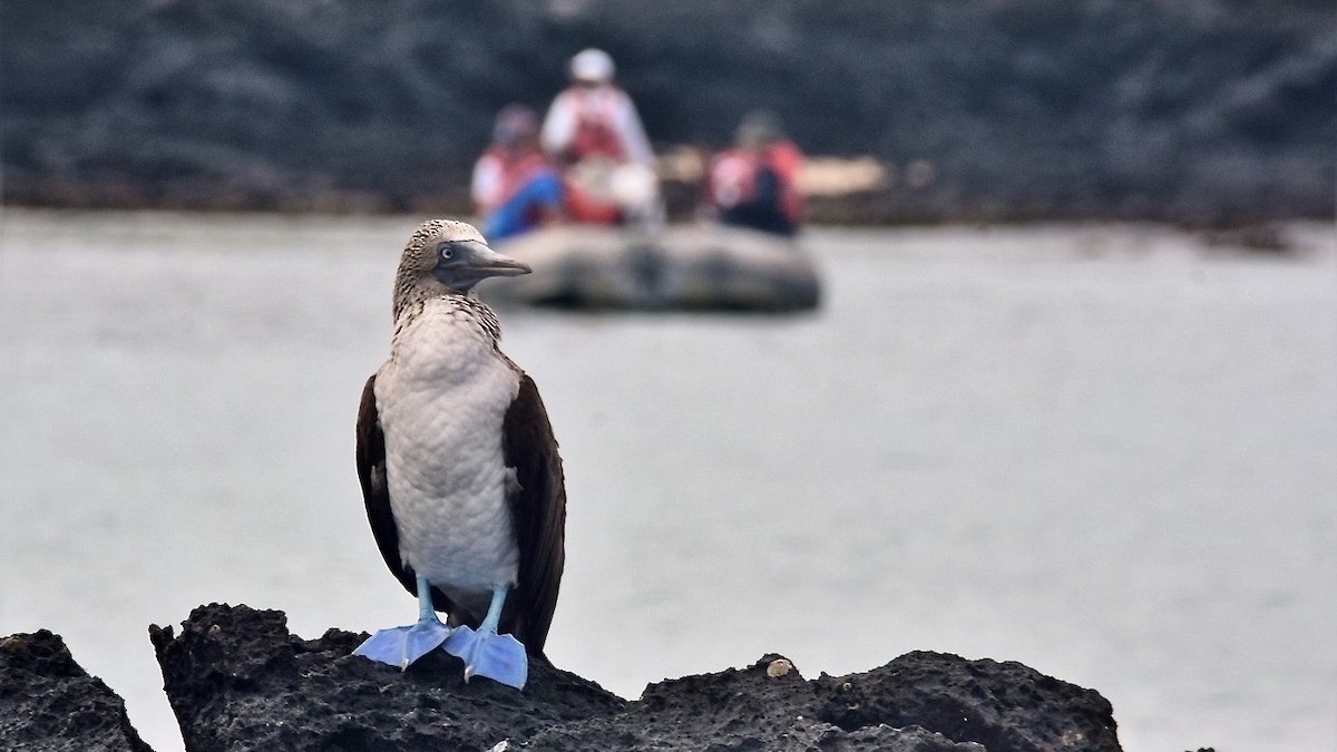 Blue-footed Booby - ML617876302