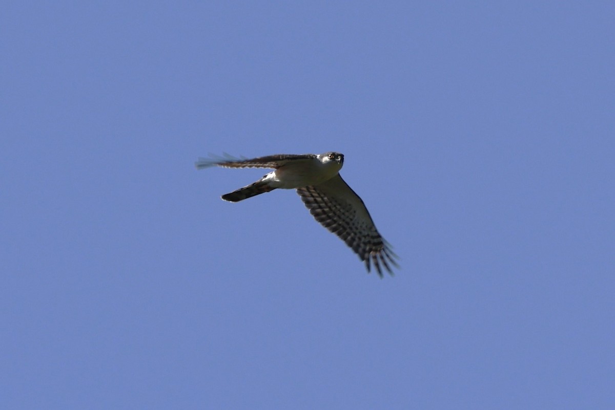Sharp-shinned Hawk (White-breasted) - ML617876331