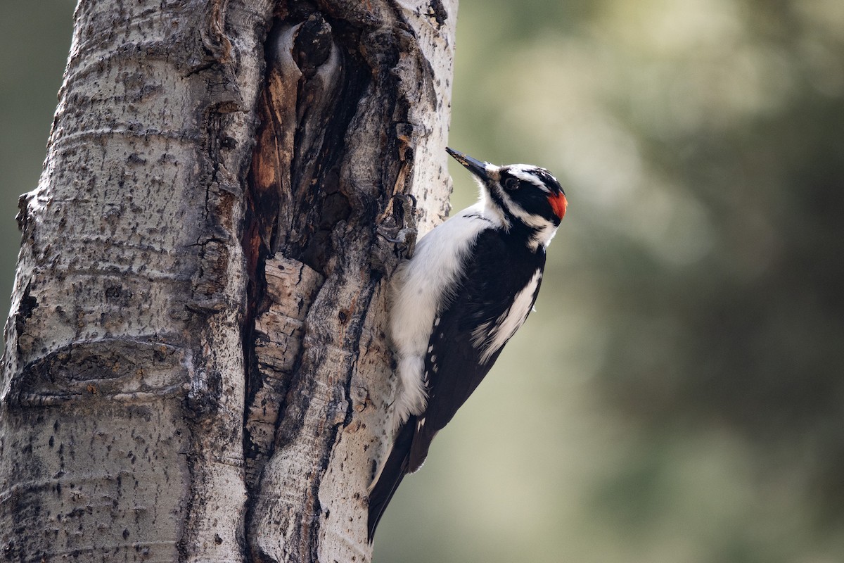 Hairy Woodpecker (Rocky Mts.) - ML617876358