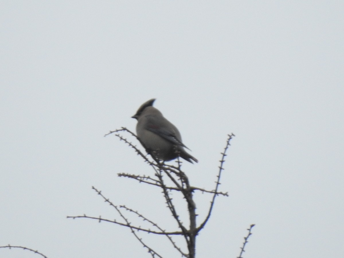 Japanese Waxwing - ML617876378