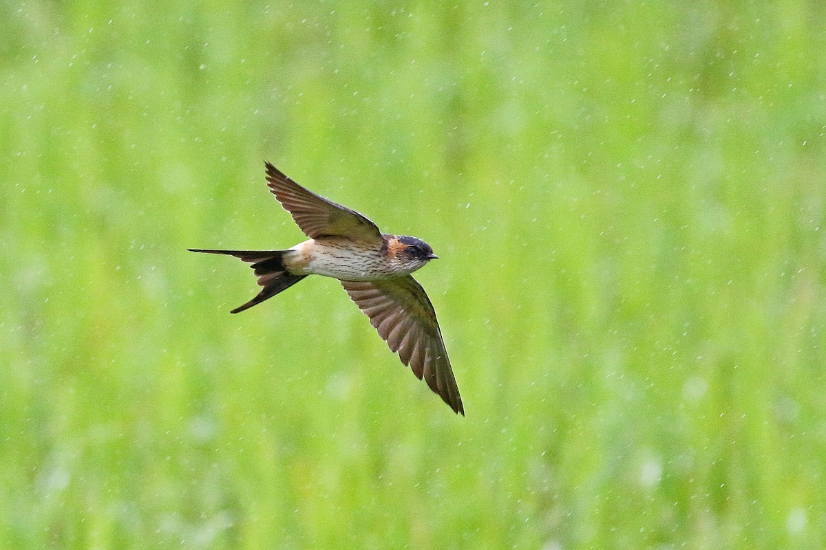 Red-rumped Swallow - ML617876384