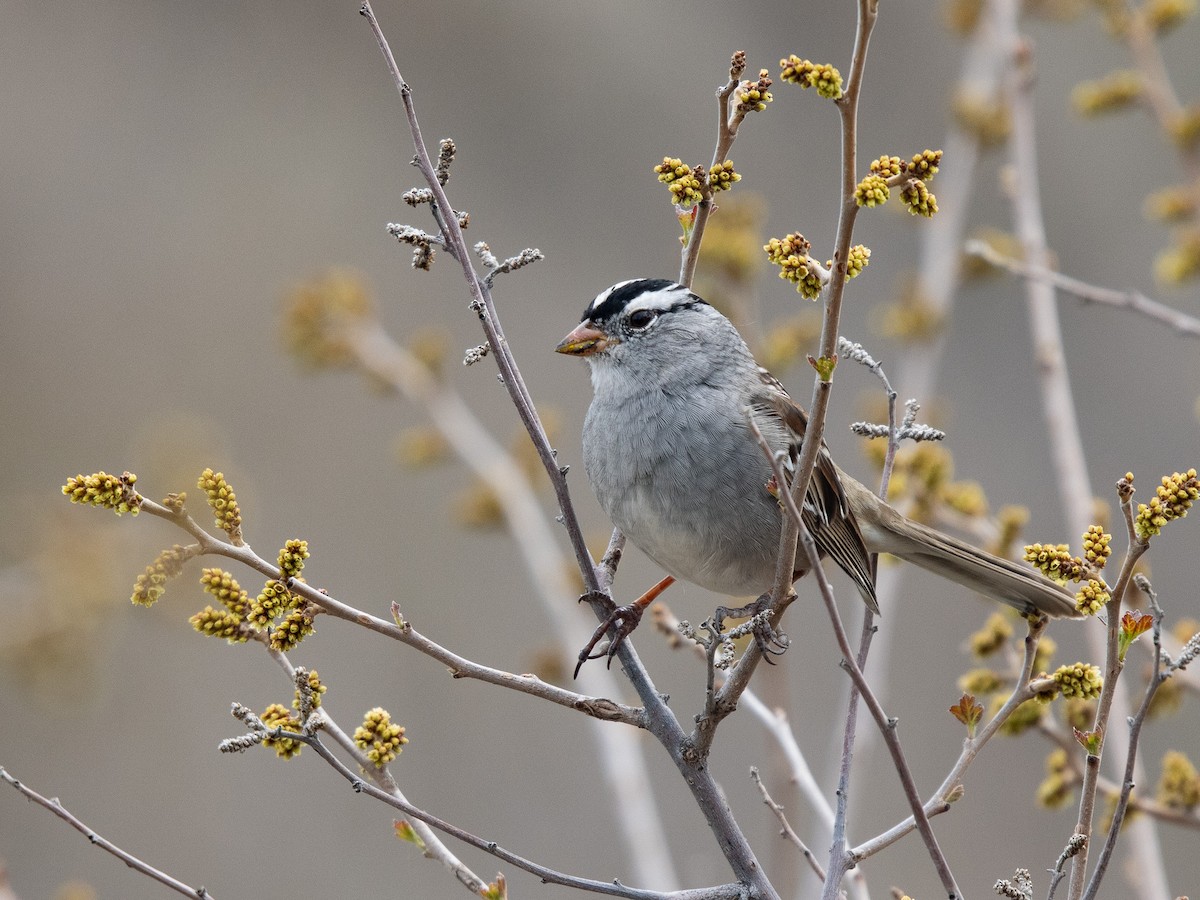 White-crowned Sparrow (Gambel's) - James Lukenda
