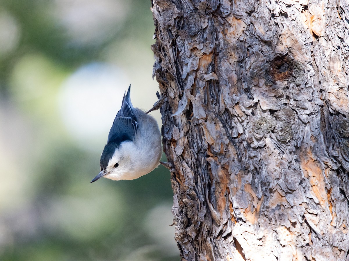 White-breasted Nuthatch - ML617876399