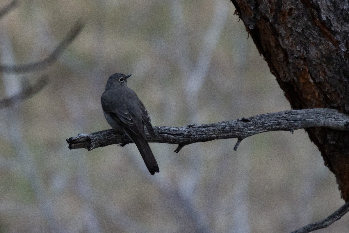 Townsend's Solitaire - ML617876407