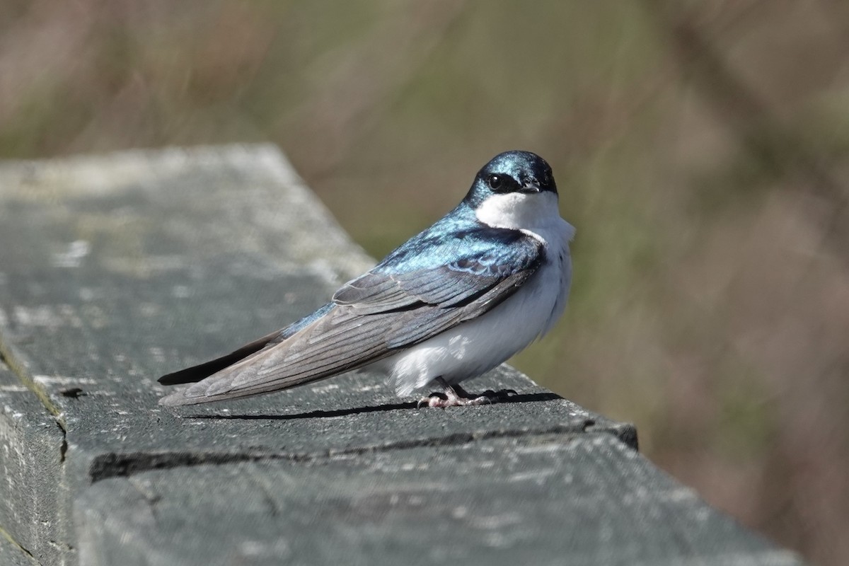 Tree Swallow - George Wallace