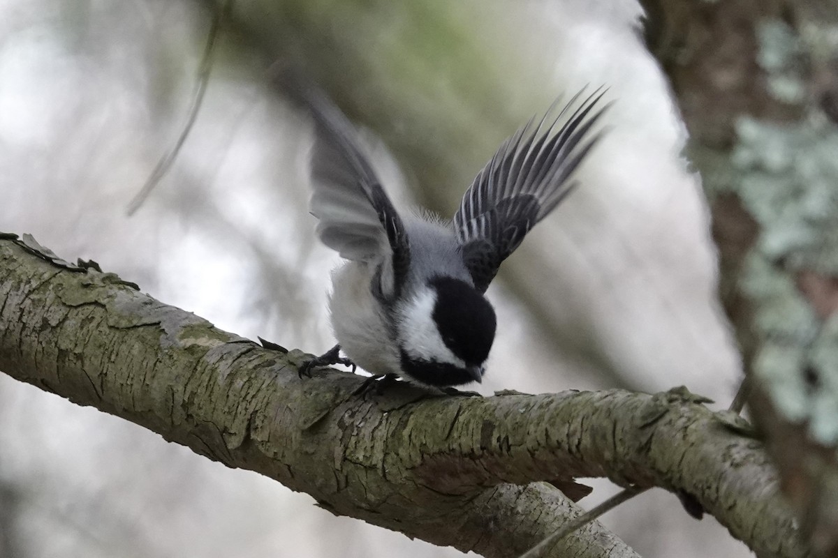 Black-capped Chickadee - George Wallace