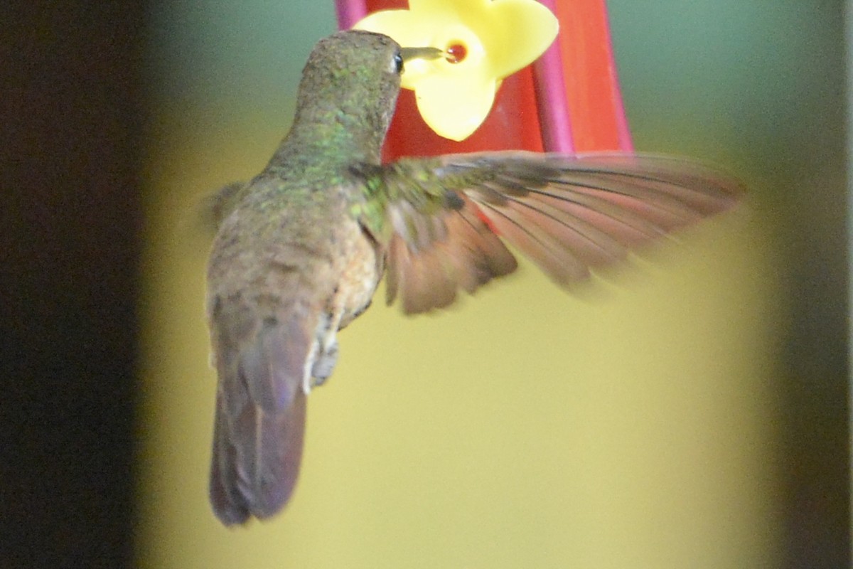 Berylline Hummingbird - ML617876448