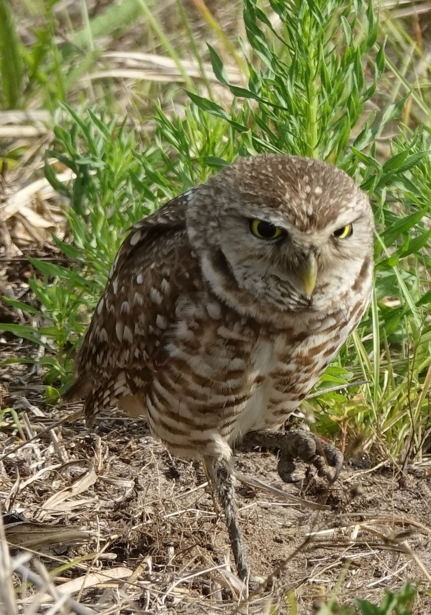 Burrowing Owl - Susan d'Hont