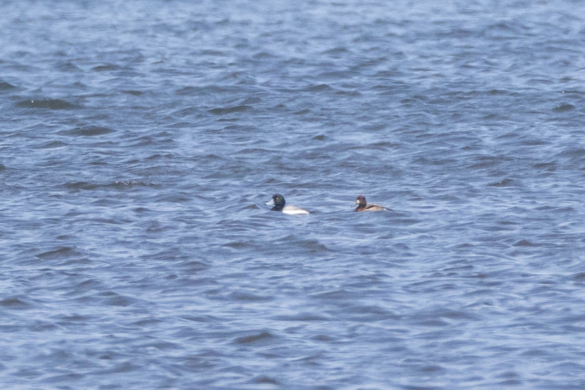 Greater Scaup - ML617876514